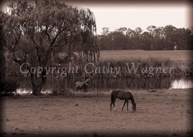 Horses in field, near Clarens